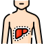 liver