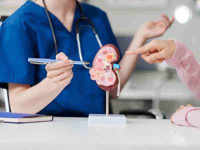 Medical professional in blue scrubs explains kidney anatomy using a model to a patient.